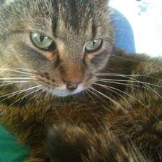 Blanding af racer Vimse