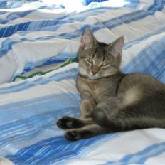 Blanding af racer Vimse