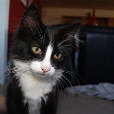 Blanding af racer Malou <3