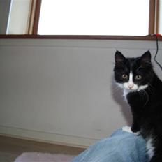 Blanding af racer Malou <3