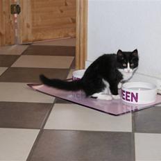 Blanding af racer Malou <3