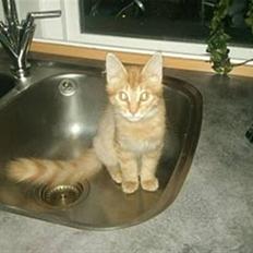 Blanding af racer Lion