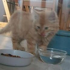 Blanding af racer Lion