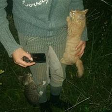 Blanding af racer Lion