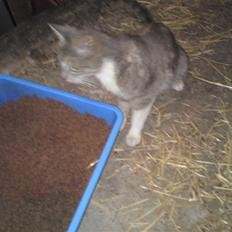 Blanding af racer Tribbel<3 (VÆK?)