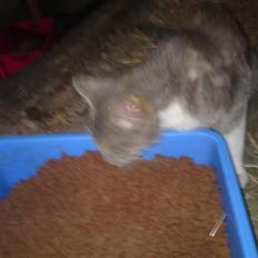 Blanding af racer Tribbel<3 (VÆK?)