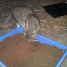 Blanding af racer Tribbel<3 (VÆK?)