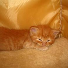 Blanding af racer Bobby R.I.P 2010