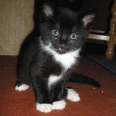 Huskat Ponyo's Mizuki (Solgt)