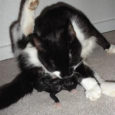 Huskat Ponyo's Mizuki (Solgt)