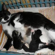 Huskat Ponyo's Mizuki (Solgt)