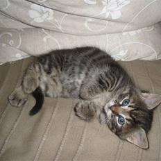 Huskat Ponyo's Maki (Solgt)