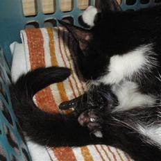 Huskat Ponyo's Maki (Solgt)