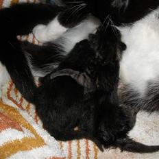 Huskat Ponyo's Maki (Solgt)