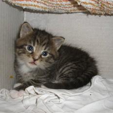 Huskat Ponyo's Yuki (Solgt)