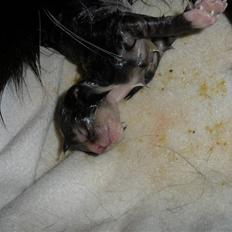 Huskat Ponyo's Yuki (Solgt)