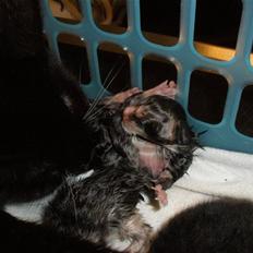 Huskat Ponyo's Yuki (Solgt)