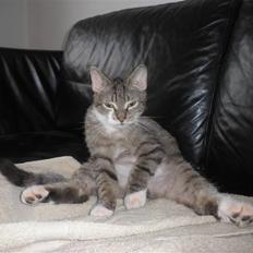 Blanding af racer Baloo