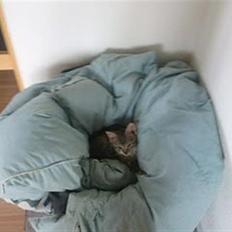 Blanding af racer Baloo