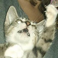 Blanding af racer Baloo