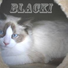 Ragdoll Black Baron á Chardani  