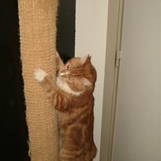 Blanding af racer Tumle