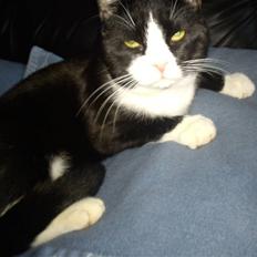 Blanding af racer Coco