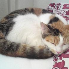 Blanding af racer Lille missen