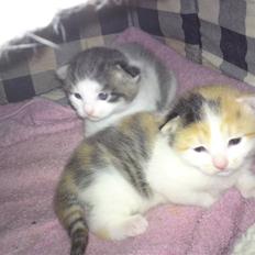 Blanding af racer Lille missen