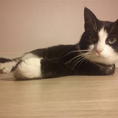 Blanding af racer Figarou