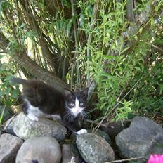 Blanding af racer Figarou