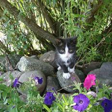 Blanding af racer Figarou