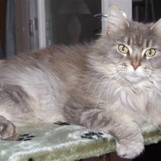 Maine Coon Naomi