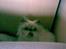 Perser Misha R.I.P. - #15