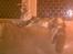 Maine Coon Maximus R.I.P. - 6 mdr.