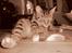Huskat Humbug