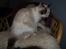 British Shorthair DK Kikkenborg Andrea