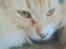 Maine Coon Bellami Solgt :(
