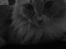 Maine Coon Bellami Solgt :(