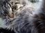 Maine Coon Fernando - Han skulle åbenbart også lige være med til at tage et billede :P