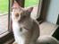 Maine Coon Elvis
