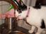 Huskat Baby (/Feya)  23/6-2006 - 28/7-2018. 