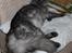 Maine Coon Frida *Flyttet* - 03.02.11. 7 ½ mdr. gammel <3
