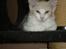 Maine Coon Lykkekatte Jersey
