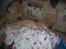 Huskat Zakie *R.I.P.*