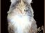 Maine Coon Honey Pie R.I.P mors skat