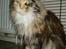 Maine Coon Honey Pie R.I.P mors skat