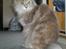 Maine Coon Jabba R.I.P mor´s baby
