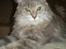 Maine Coon Jabba R.I.P mor´s baby
