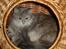 Maine Coon Jabba R.I.P mor´s baby
